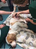 Post-op day 2, dog receiving INDIBA treatment